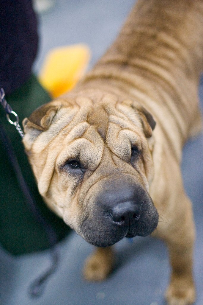 7. Shar Pei: The Wrinkled Marvel (image credits: wikimedia)