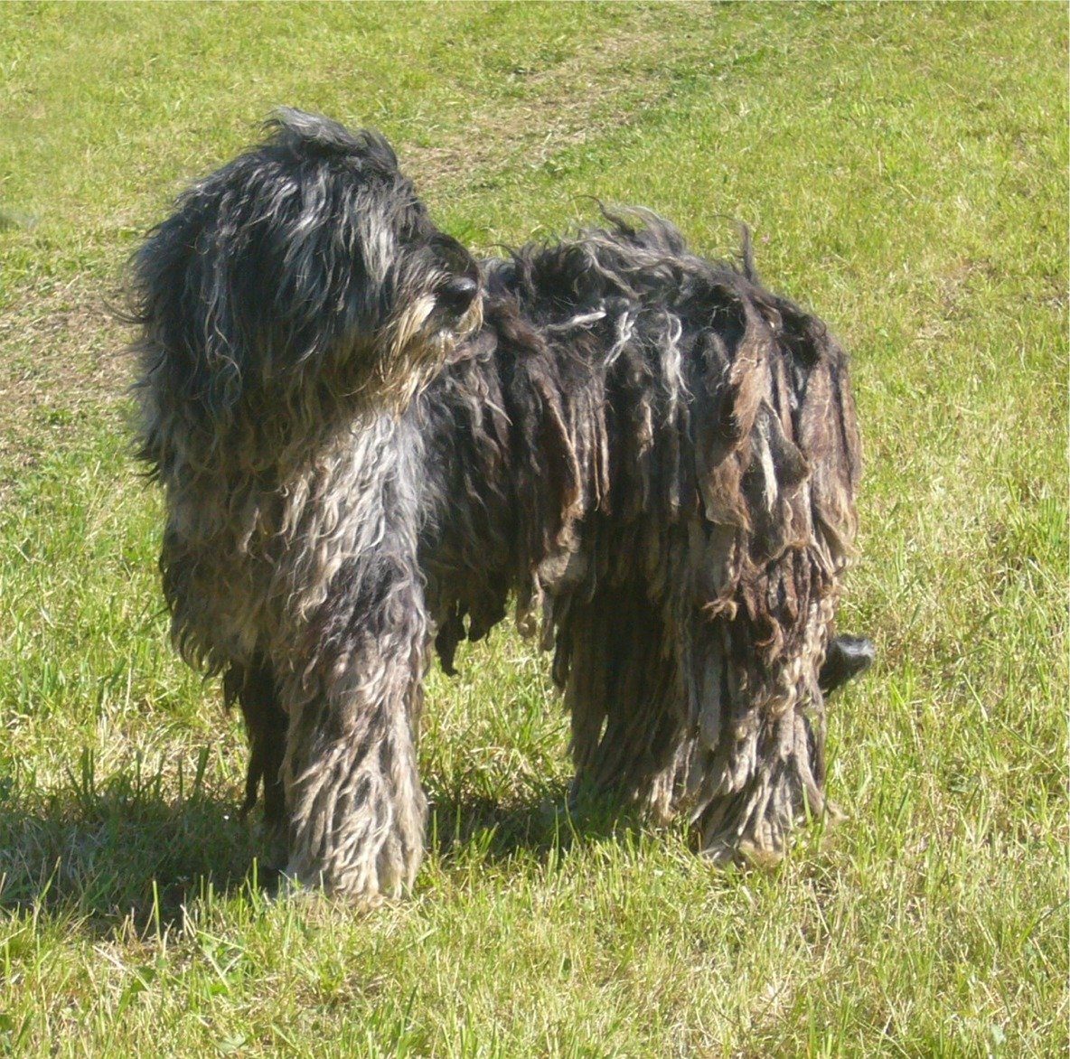 9. Bergamasco: The Fluffy Herding Dog (image credits: wikimedia)