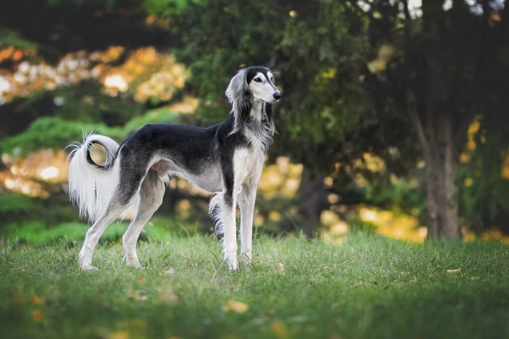 12. Saluki: The Arabian Greyhound