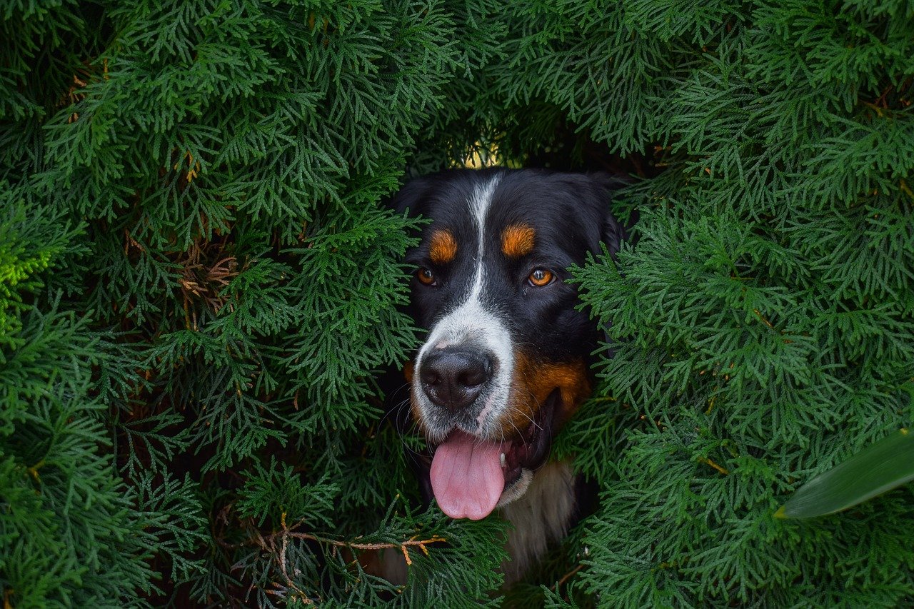 8. Avoidance or Hiding (image credits: pixabay)