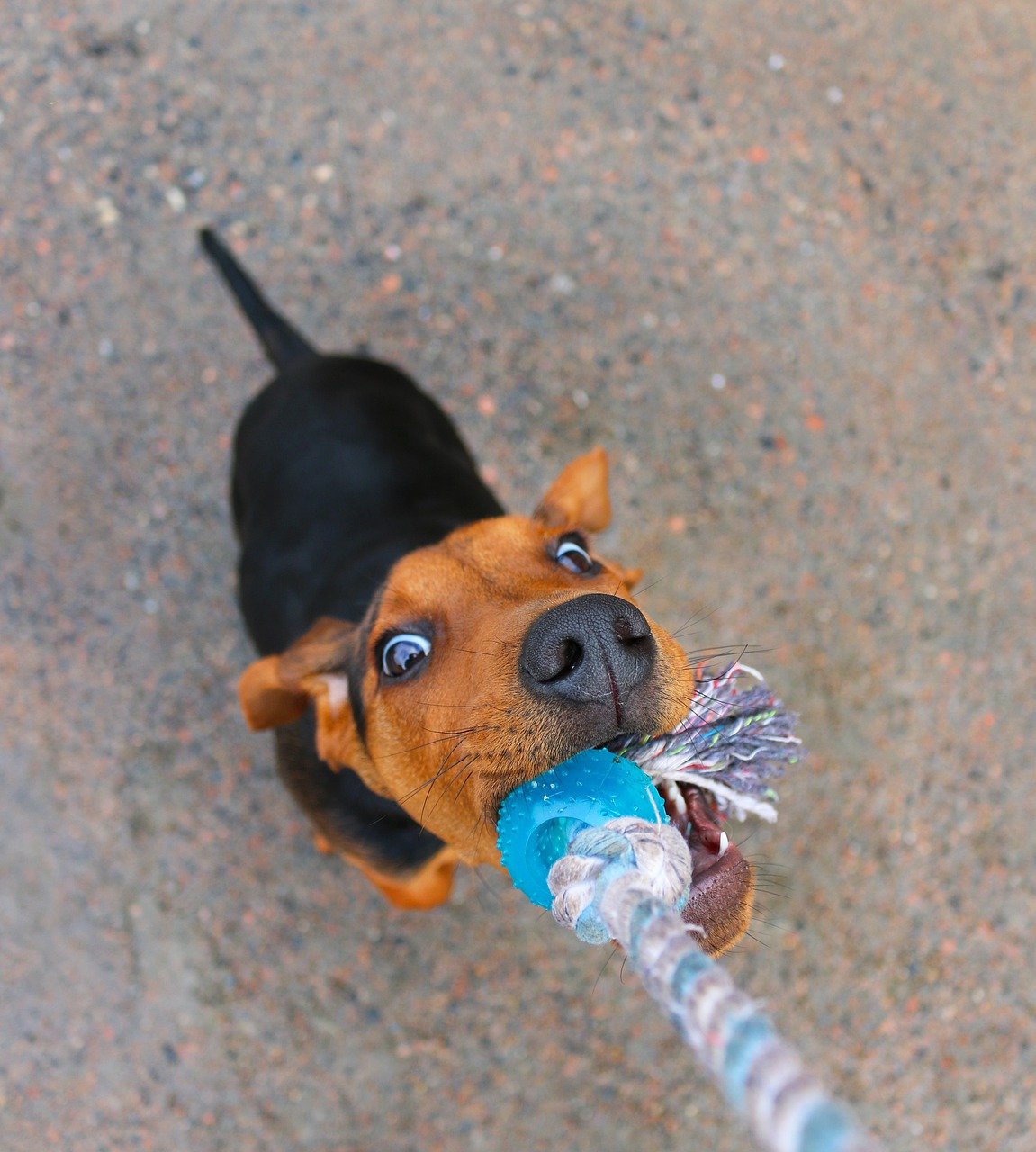 3. Tug-of-War (image credits: pixabay)