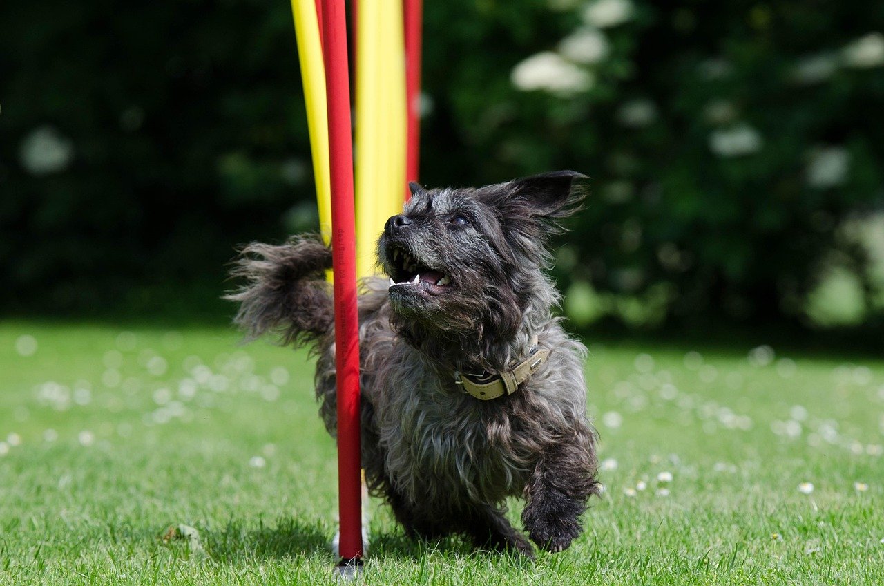 7. Agility Course (image credits: pixabay)