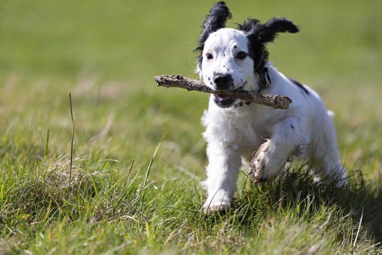 15 Games to Play with Your Dog to Keep Them Mentally Stimulated