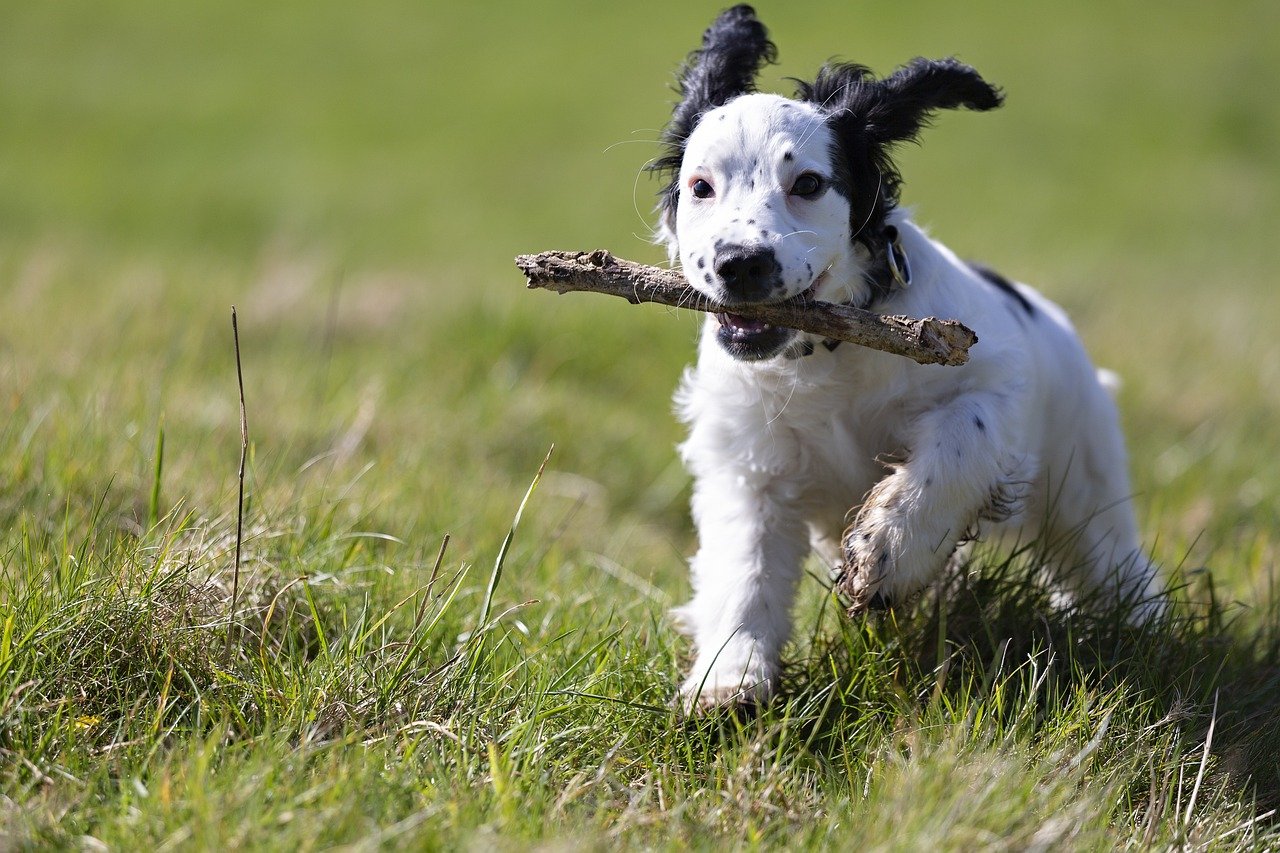 15 Games to Play with Your Dog to Keep Them Mentally Stimulated