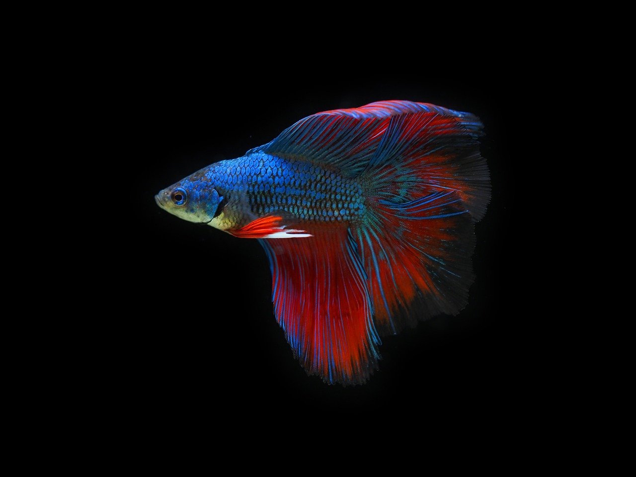 Betta Fish: The Vibrant Solitary Swimmer (image credits: pixabay)