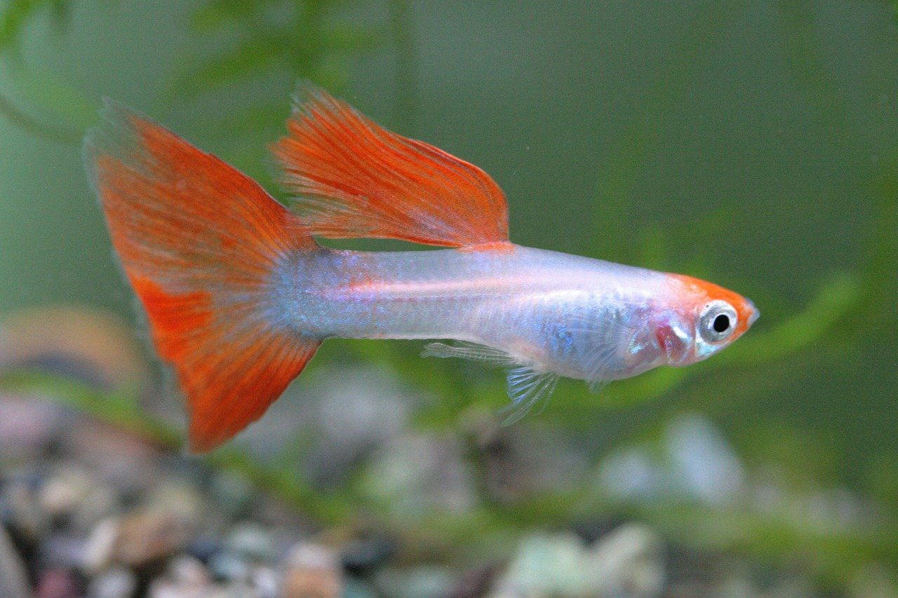 Guppies: The Colorful Multipliers (image credits: pixabay)