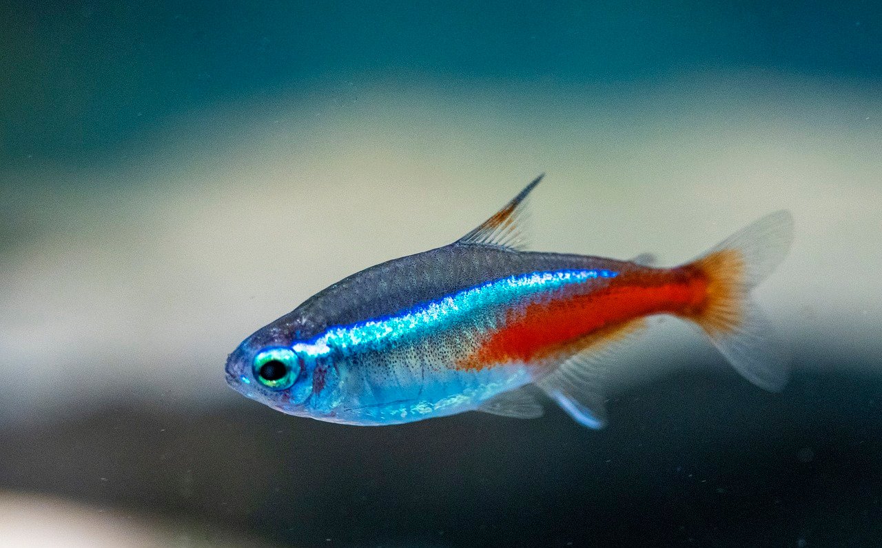 Neon Tetras: The Flashy Schoolers (image credits: pixabay)