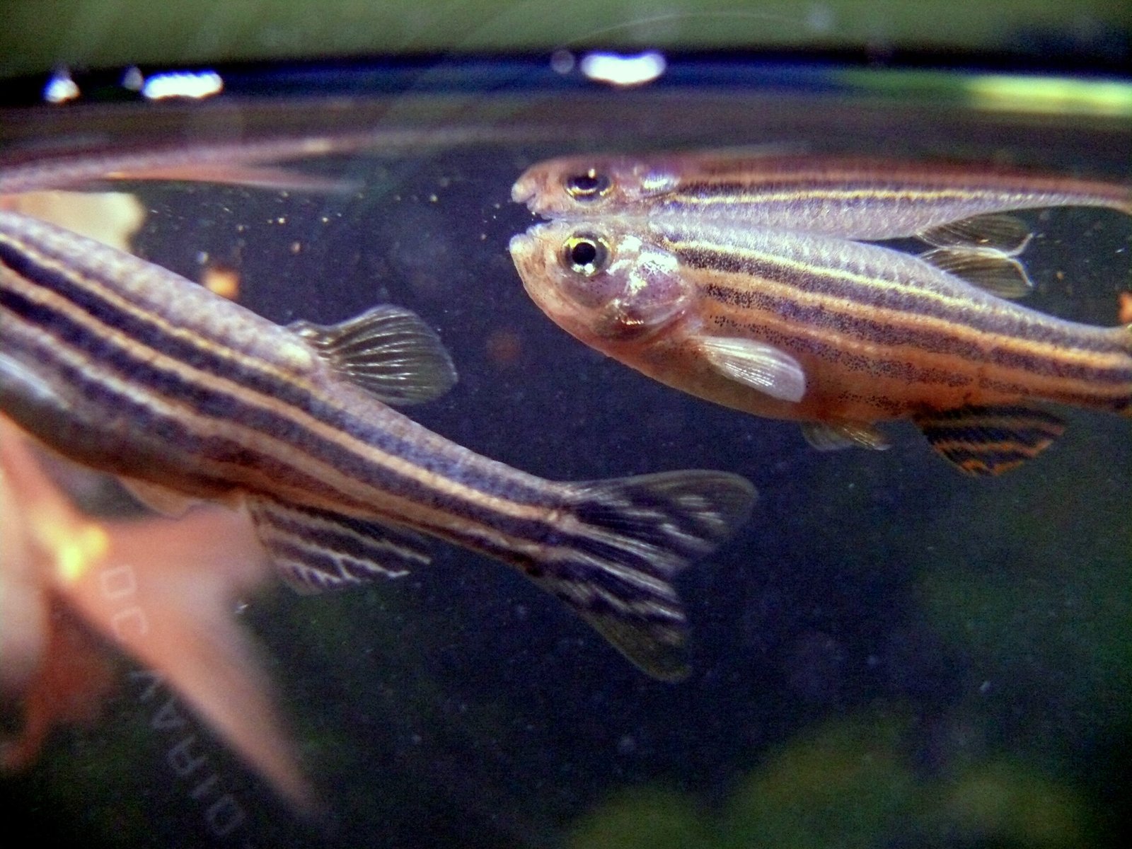 Zebra Danios: The Hardy Adventurers (image credits: wikimedia)