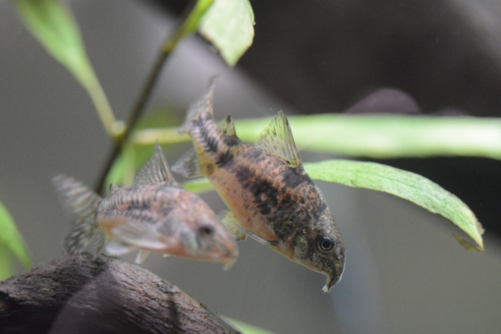 Corydoras Catfish: The Gentle Cleaners (image credits: wikimedia)