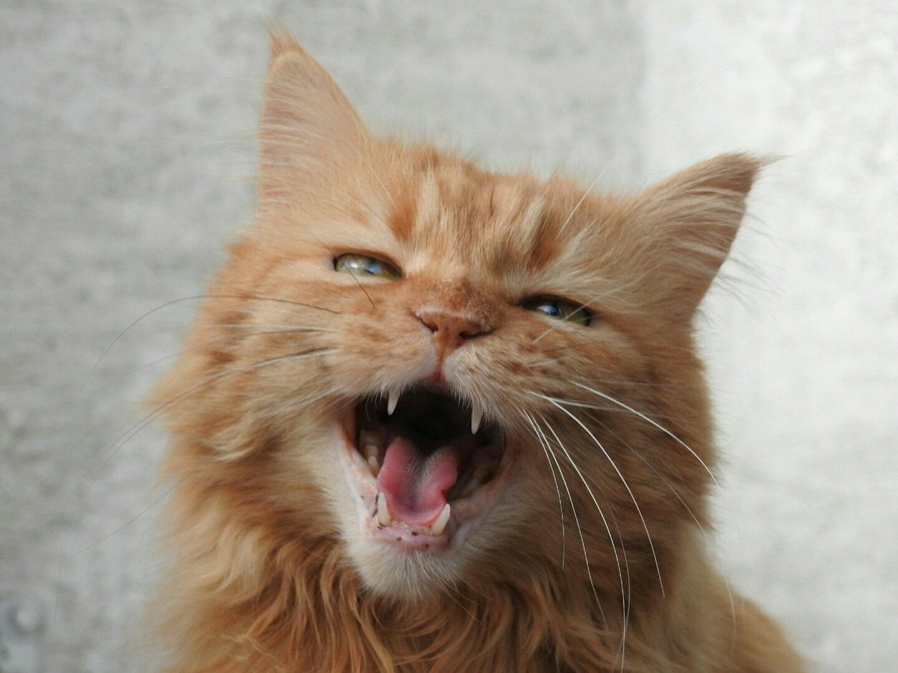 Meowing: The Feline Dialect (image credits: pixabay)