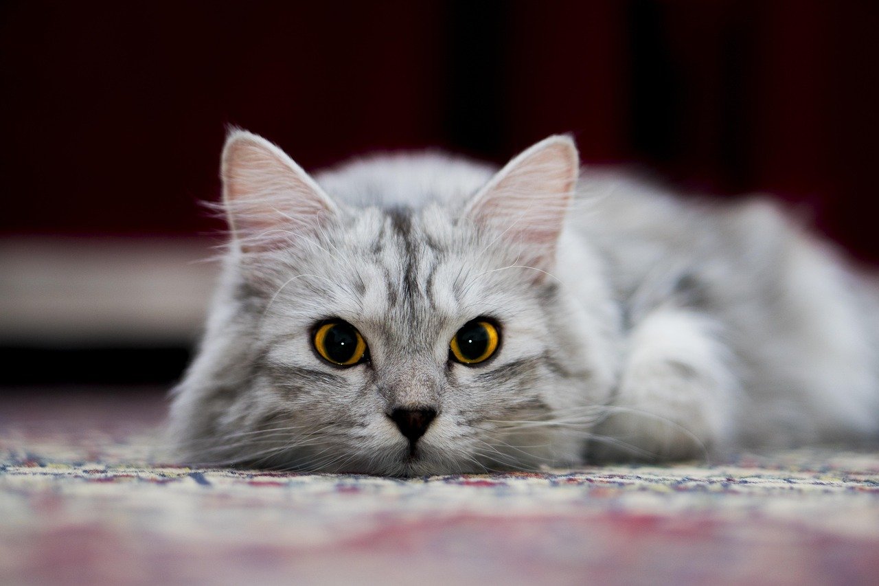 8 Secret Language Cues Cats Use to Bond With You