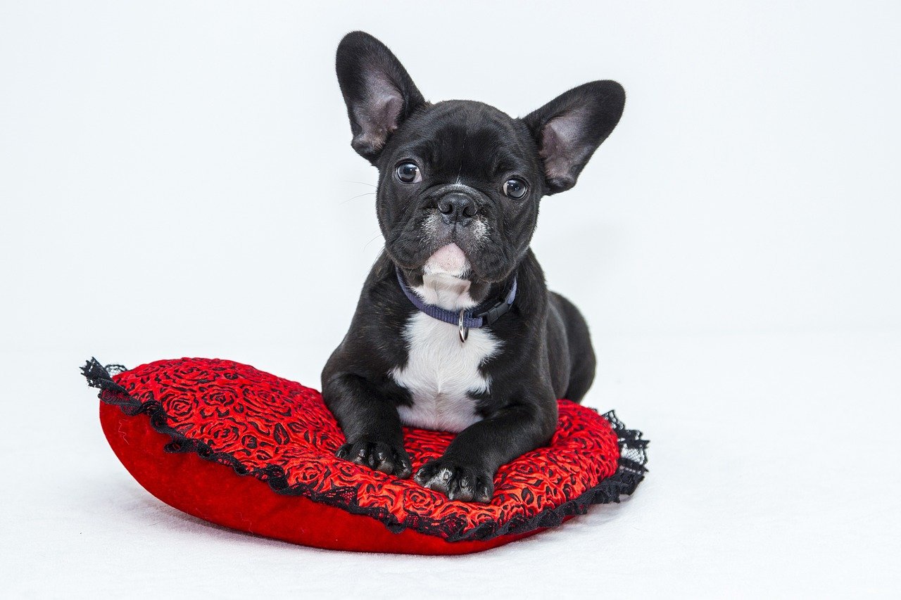 Teaching Respect for a Dog's Space (image credits: pixabay)