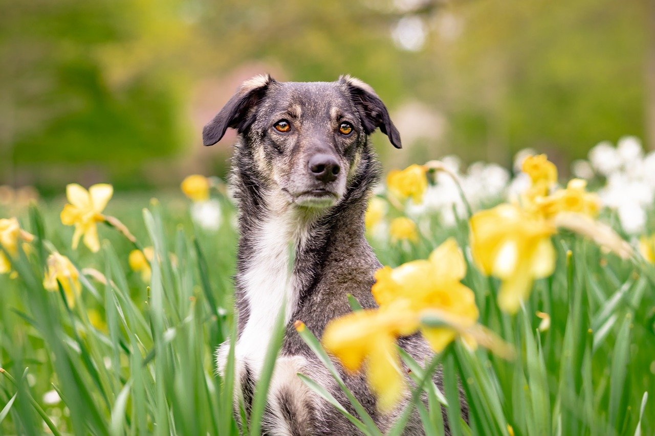 Recognizing Different Dog Breeds and Temperaments (image credits: pixabay)