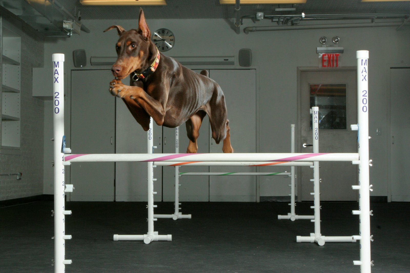 Incorporate Agility Training for a Fun Challenge (image credits: wikimedia)