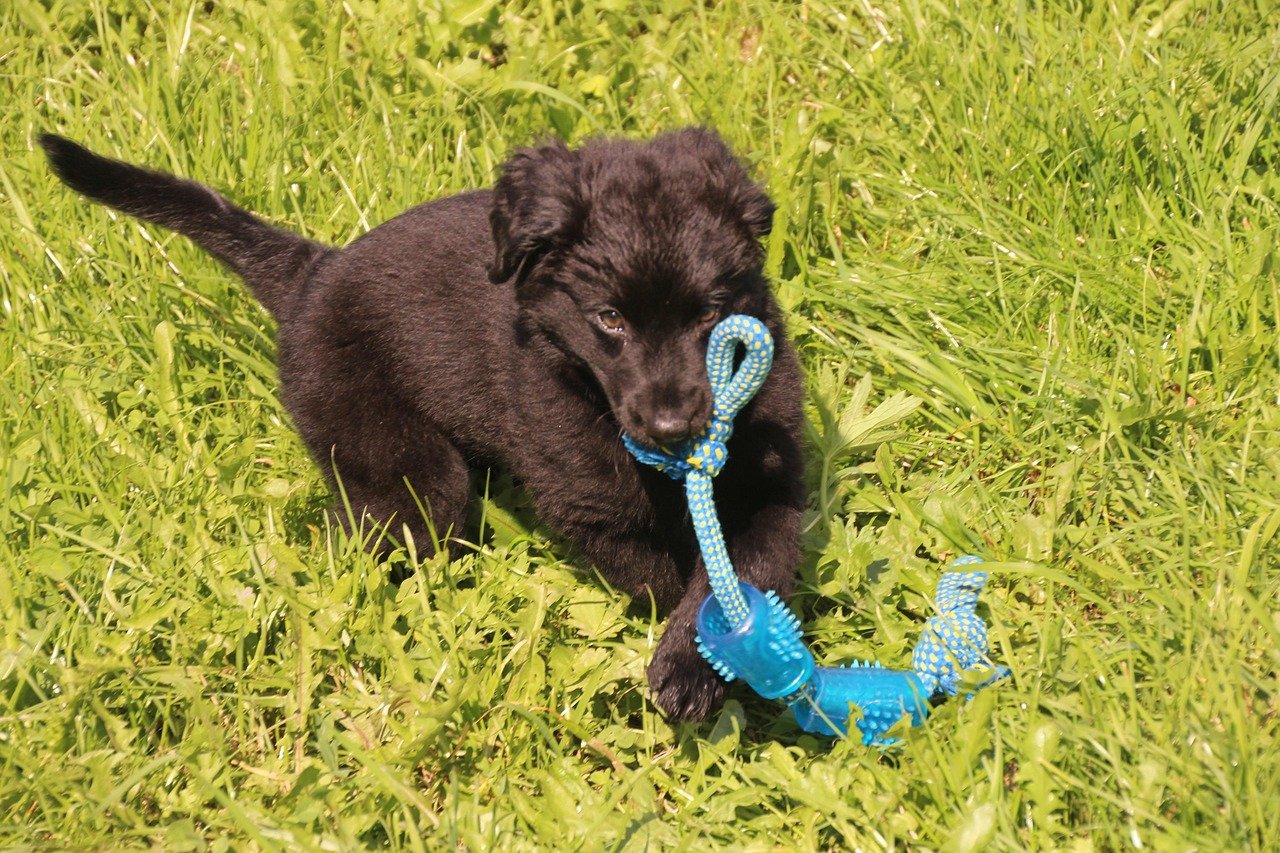 Interactive Toys: Keep Them Active Indoors (image credits: pixabay)
