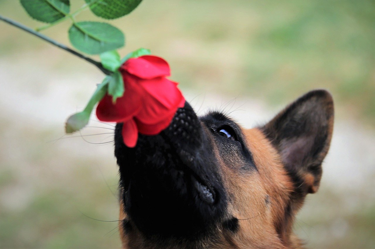 Engage in Scent Work for Mental Stimulation (image credits: pixabay)