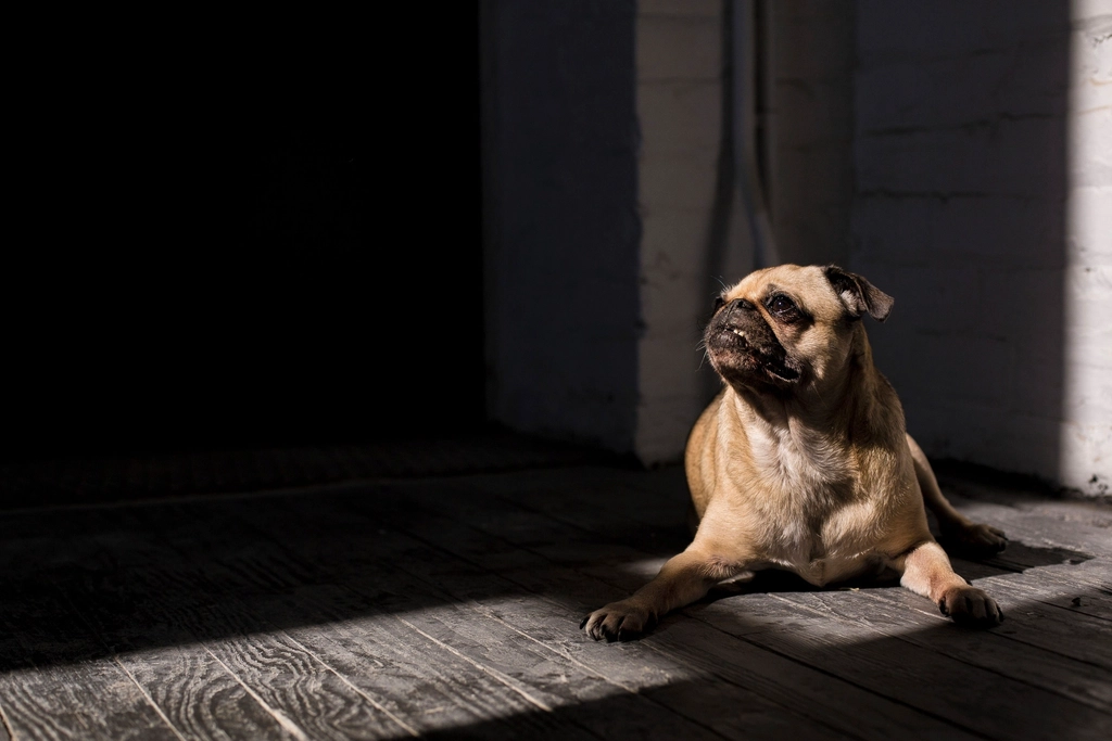 Utilize Soft Lighting (image credits: rawpixel)