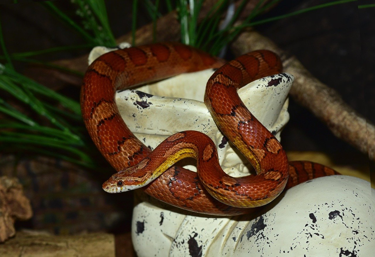 Corn Snakes: The Colorful Companions (image credits: pixabay)