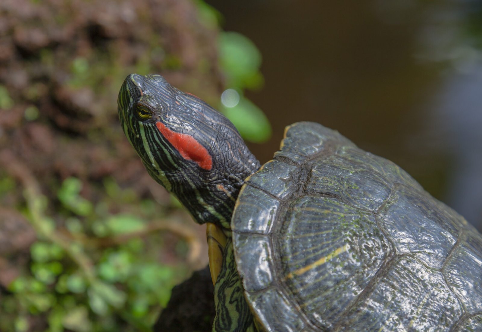 Red-Eared Sliders: The Aquatic Adventurers (image credits: wikimedia)