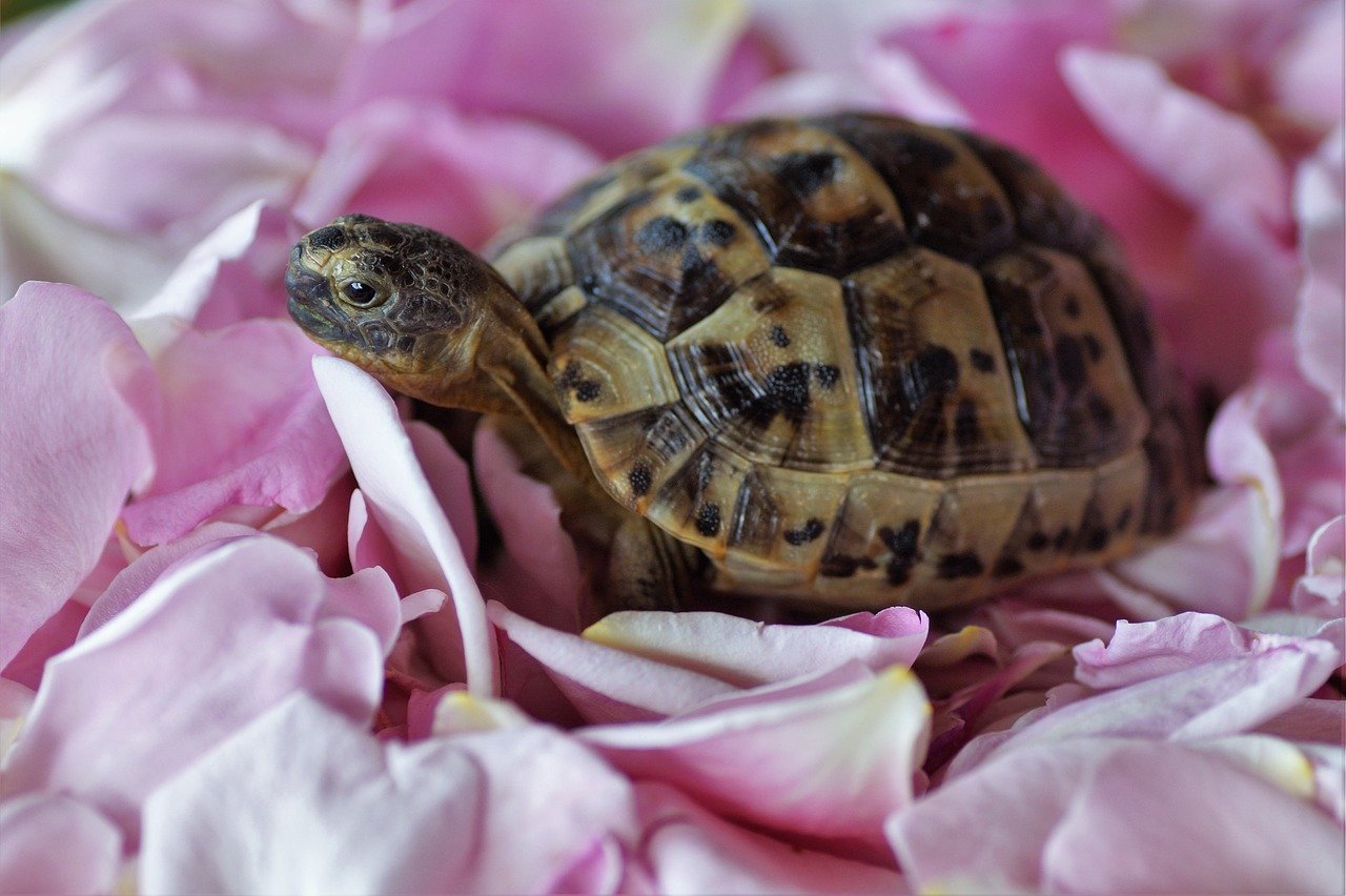 Russian Tortoises: The Land-Dwelling Treasures (image credits: pixabay)