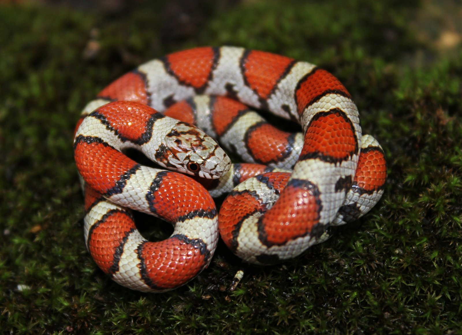 Milk Snakes: The Colorful Mimics (image credits: wikimedia)