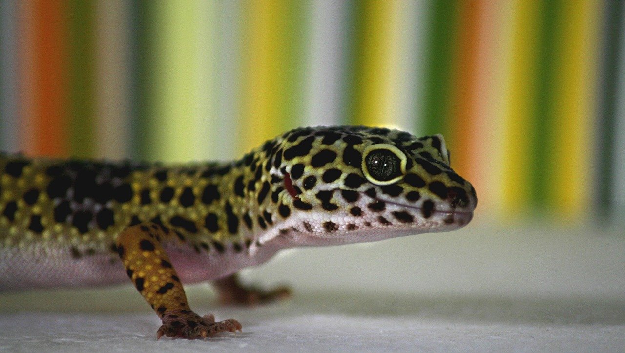 10 Pet Reptiles That Are Ideal for Families with Children