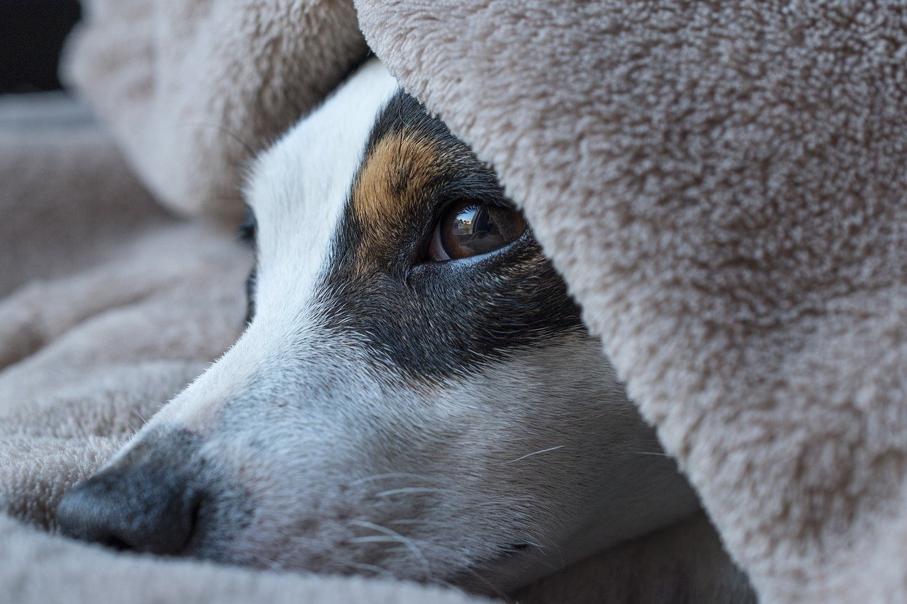 Bedtime Routine: Ending the Day with Love (image credits: pixabay)