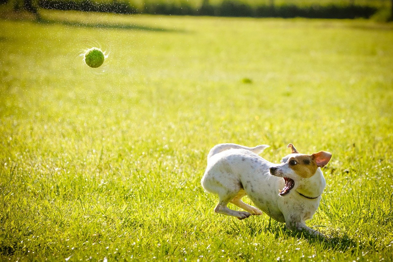 Play Fetch with a Ball Launcher (image credits: pixabay)