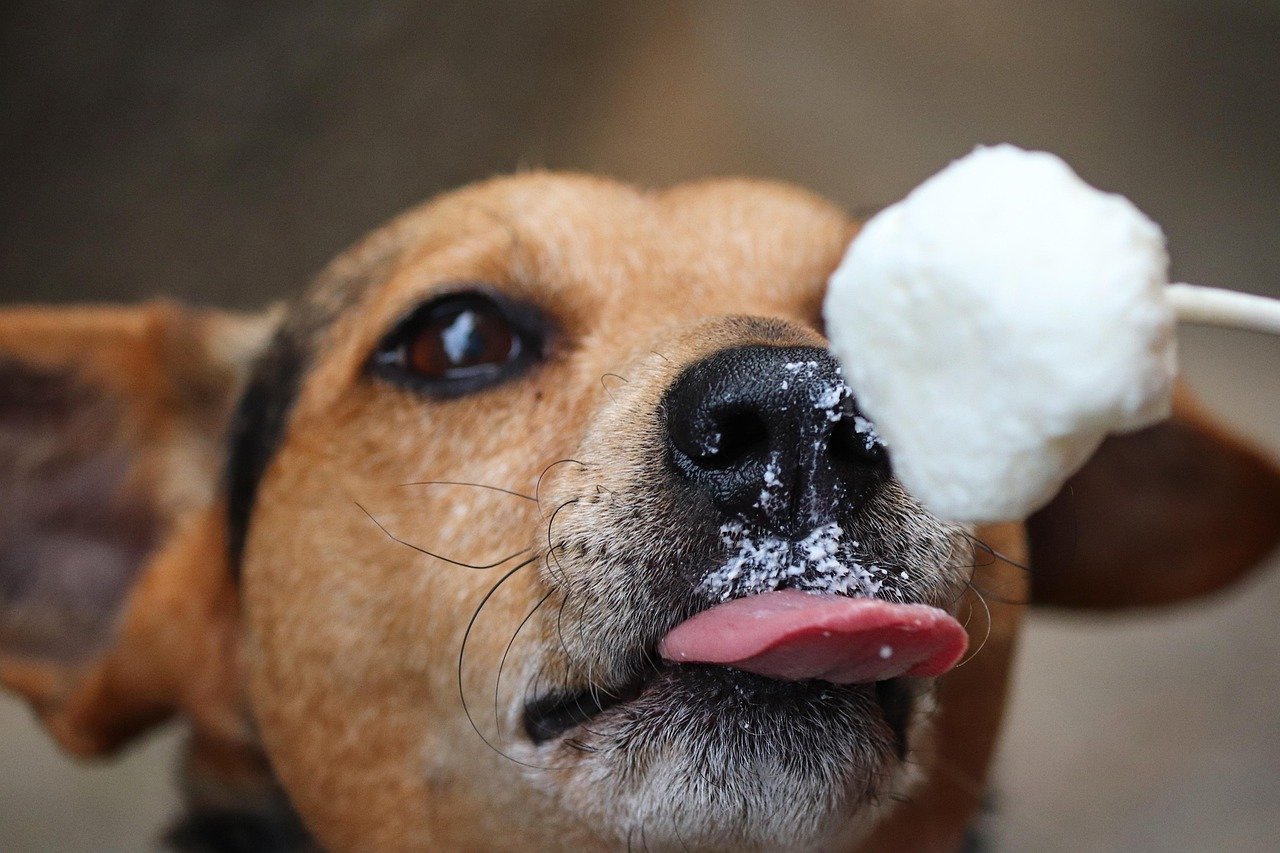 Frozen Treats: The Cool Distraction (image credits: pixabay)