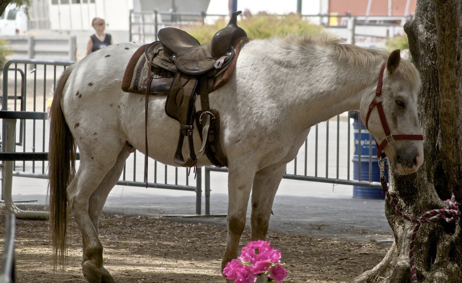 Pony of the Americas (POA) (image credits: wikimedia)