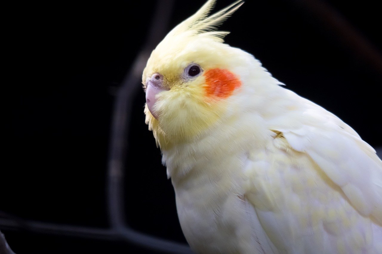 Cockatiel: The Gentle Whistler (image credits: pixabay)