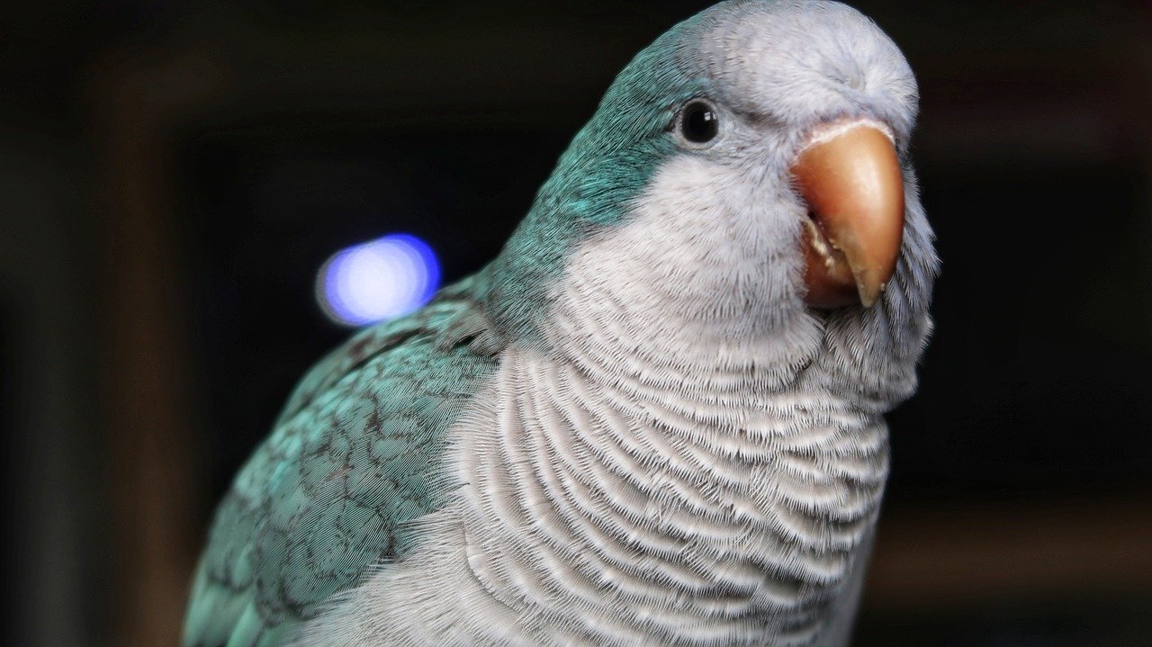 Quaker Parrot: The Social Butterfly (image credits: pixabay)