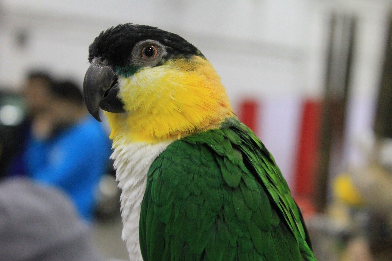 Caique: The Energetic Acrobat (image credits: pixabay)