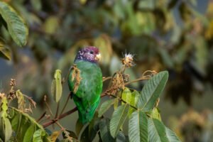 12 Pet Birds That Love Human Interaction and Make Great Companions