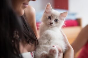 13 Signs Your Adopted Cat Feels At Home