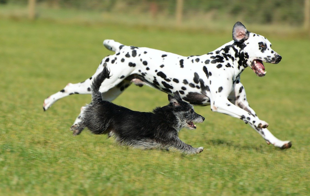 Dalmatian: The Spotted Athlete (image credits: pixabay)
