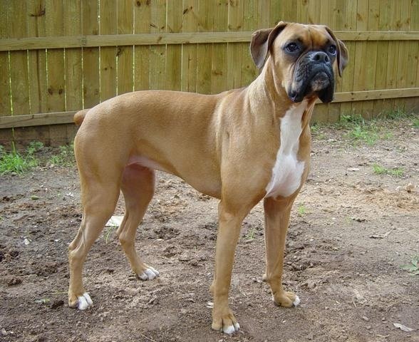 Boxer: The Playful Guardian (image credits: wikimedia)