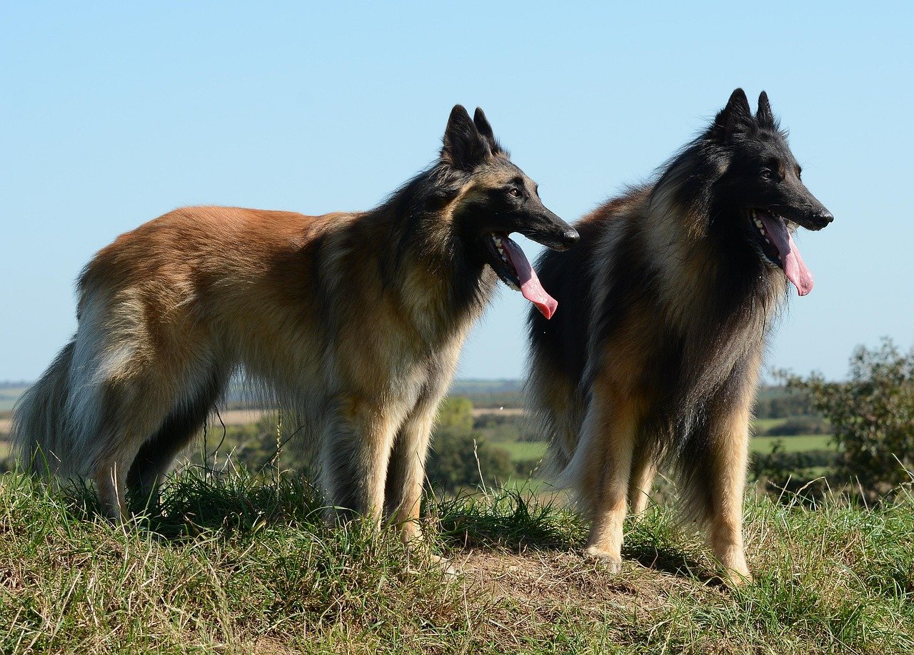 Belgian Tervuren: The Intelligent Guardian (image credits: pixabay)
