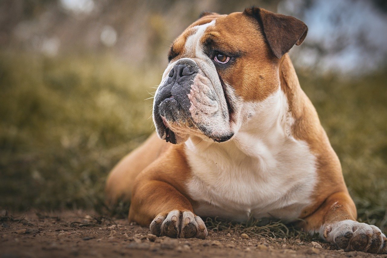 Bulldog: The Quintessential Couch Companion (image credits: pixabay)