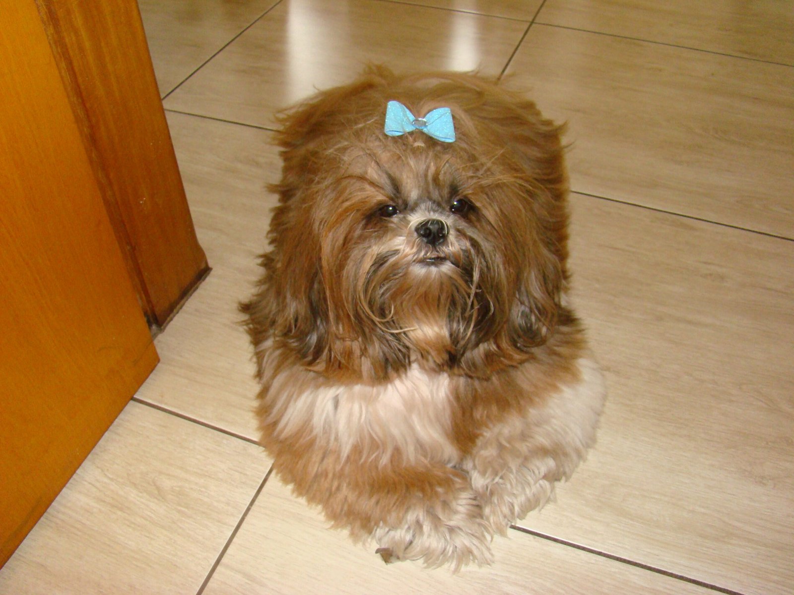 Shih Tzu: The Regal Relaxer (image credits: wikimedia)