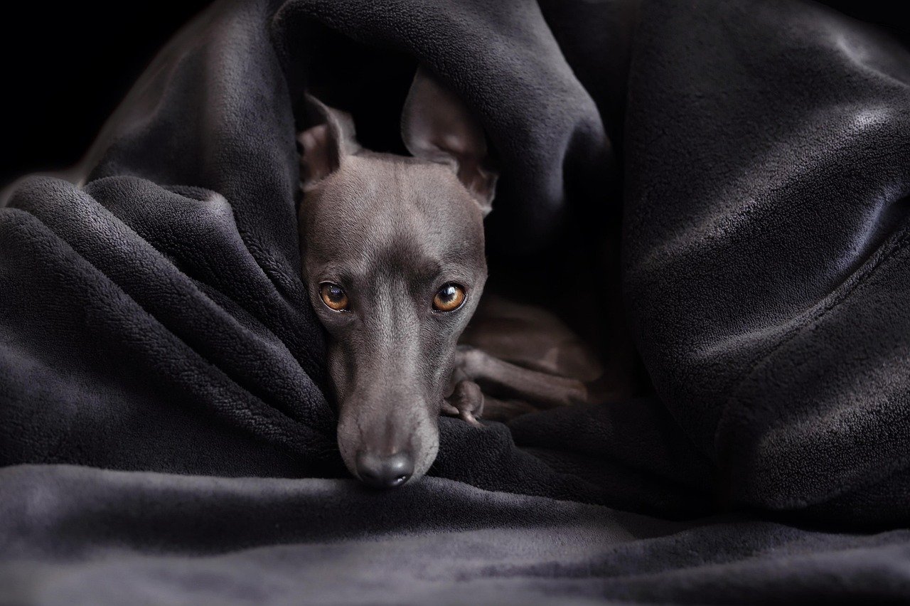 Greyhound: The Gentle Giant (image credits: pixabay)