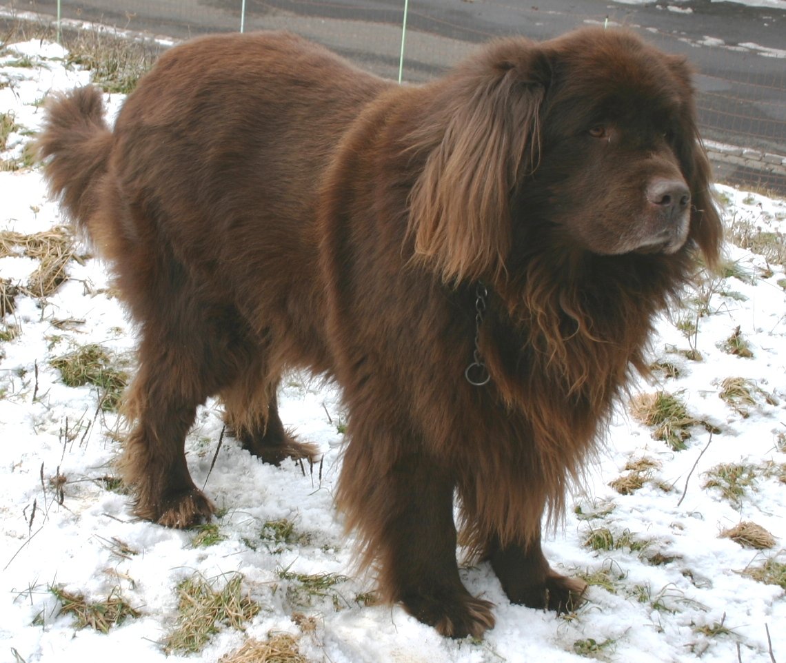 Newfoundland: The Gentle Giant of the Couch (image credits: wikimedia)