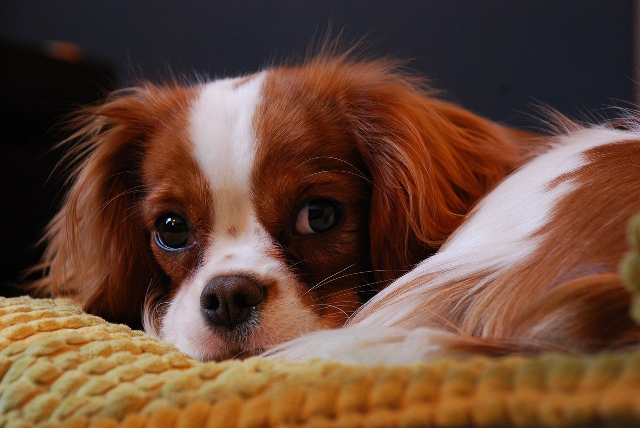 Cavalier King Charles Spaniel: The Affectionate Lap Dog (image credits: pixabay)
