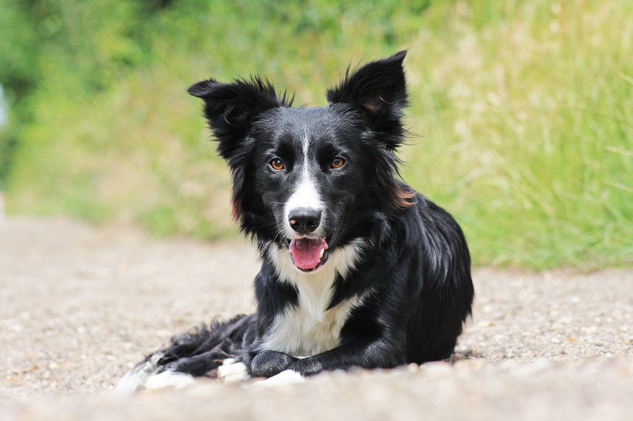 Border Collie: The Agile Observer (image credits: pixabay)