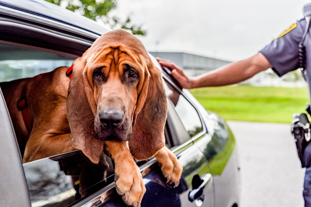 Bloodhound (image credits: rawpixel)