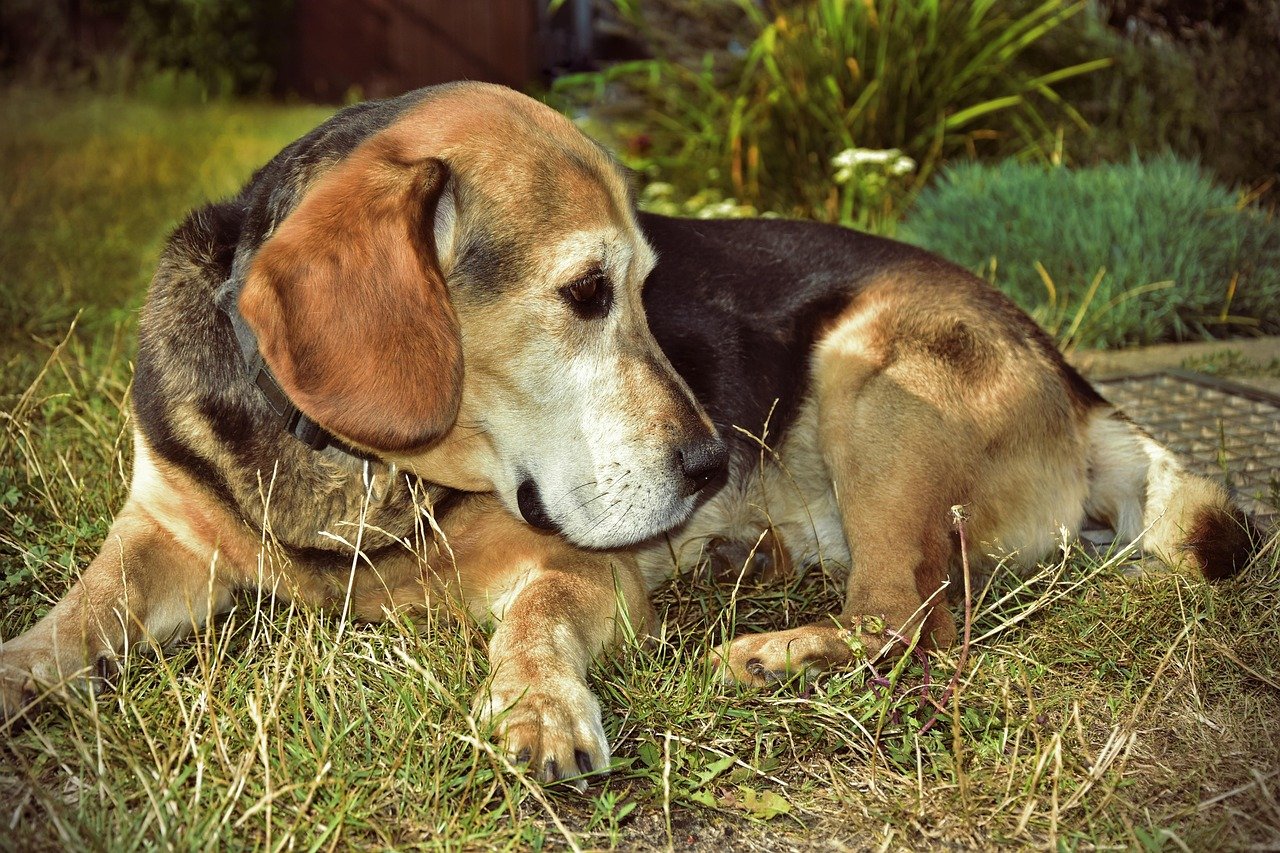 Beagle (image credits: pixabay)