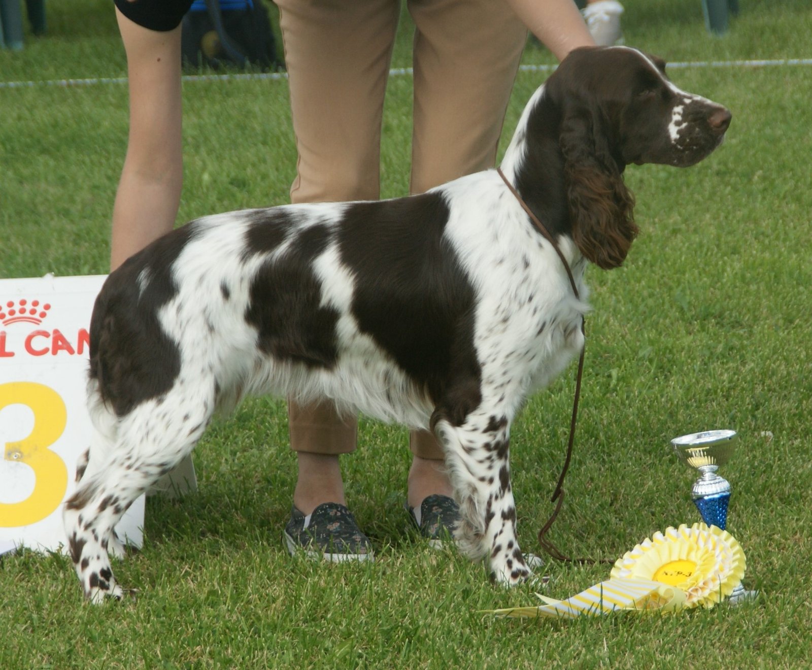 English Springer Spaniel (image credits: wikimedia)