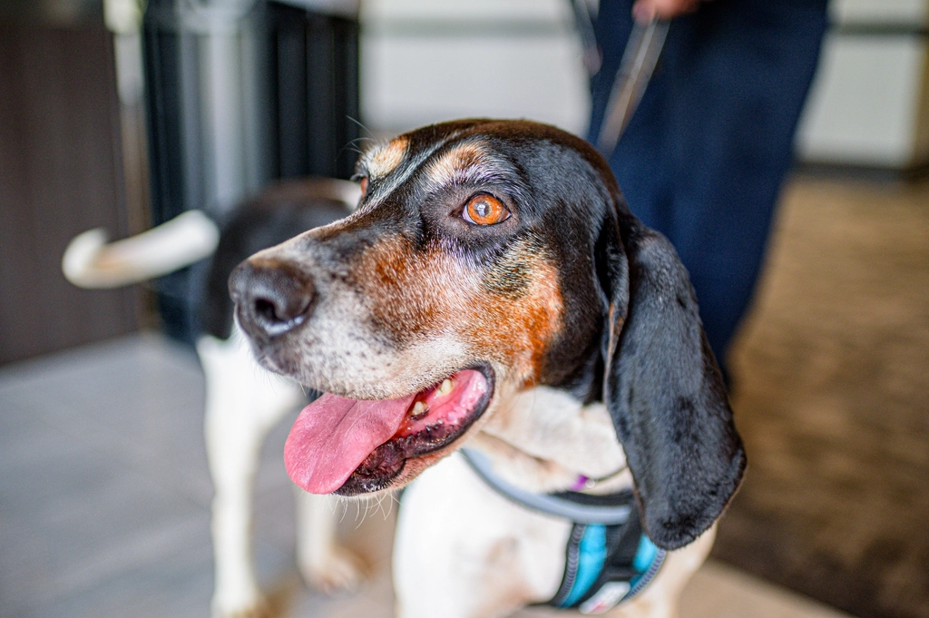 Coonhound (image credits: rawpixel)