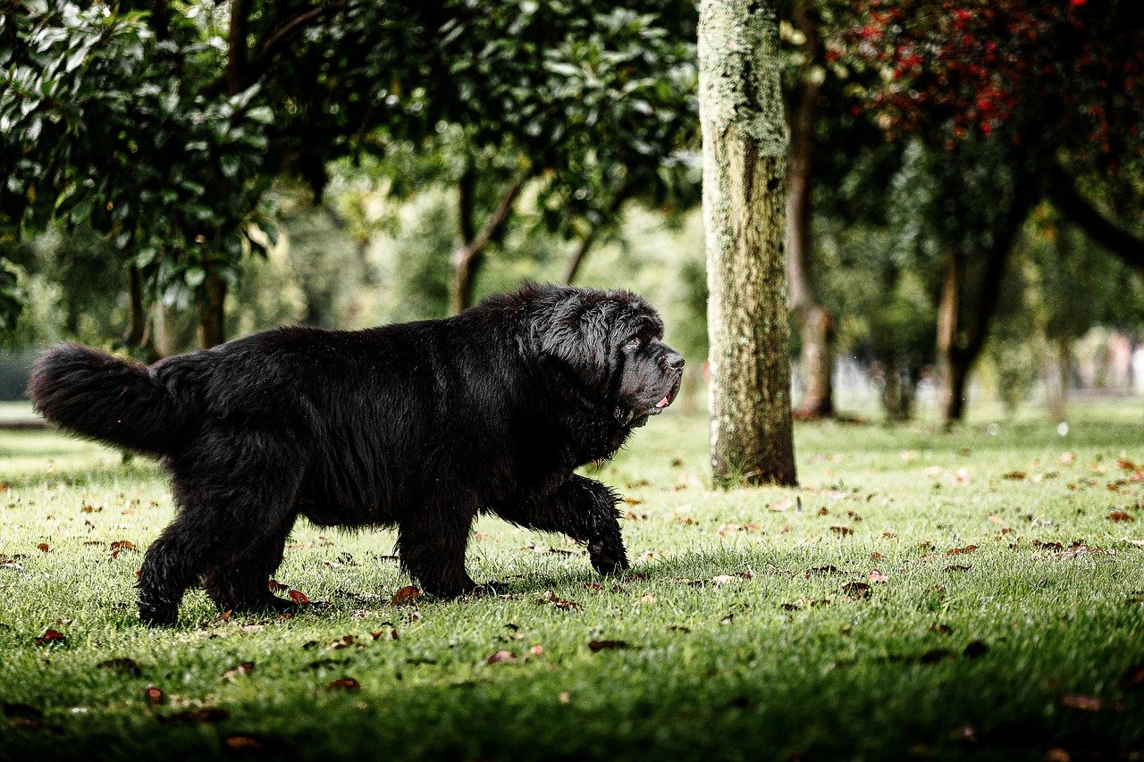 Newfoundland: The Gentle Giant (image credits: pixabay)