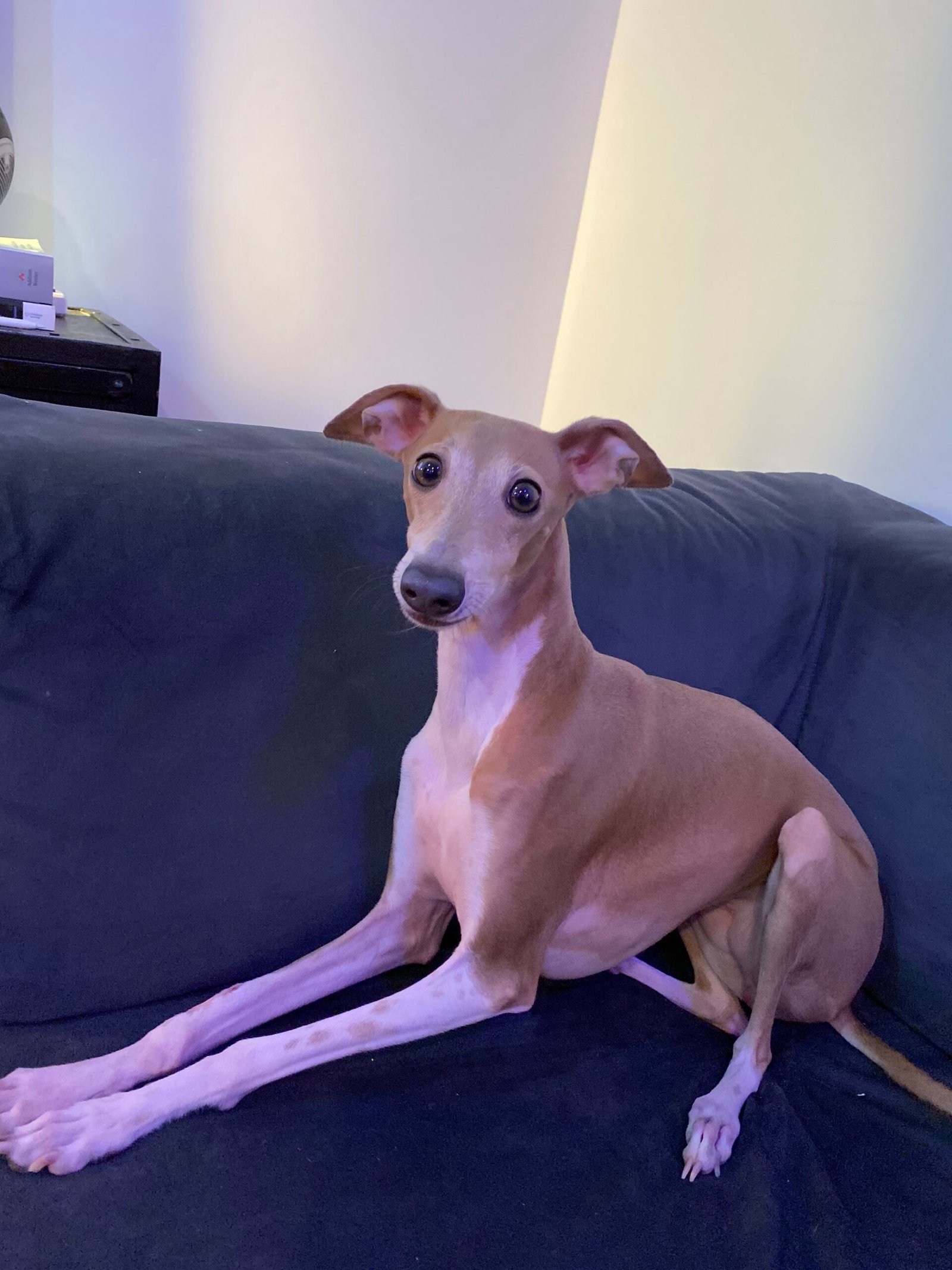 Italian Greyhound: Graceful and Gentle (image credits: wikimedia)